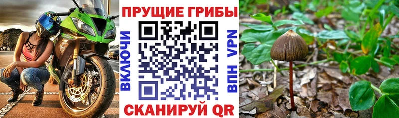 где можно купить наркотик  hydra ссылка  Псилоцибиновые грибы мухоморы  Бокситогорск 